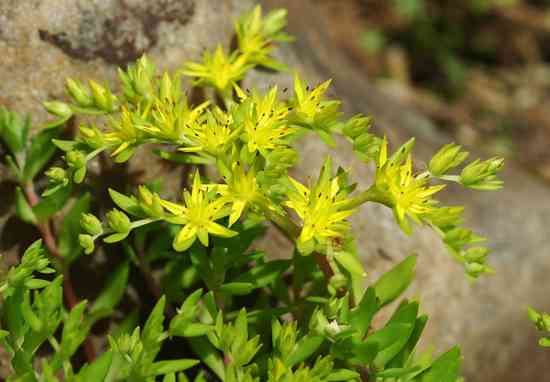 Stringy stonecrop