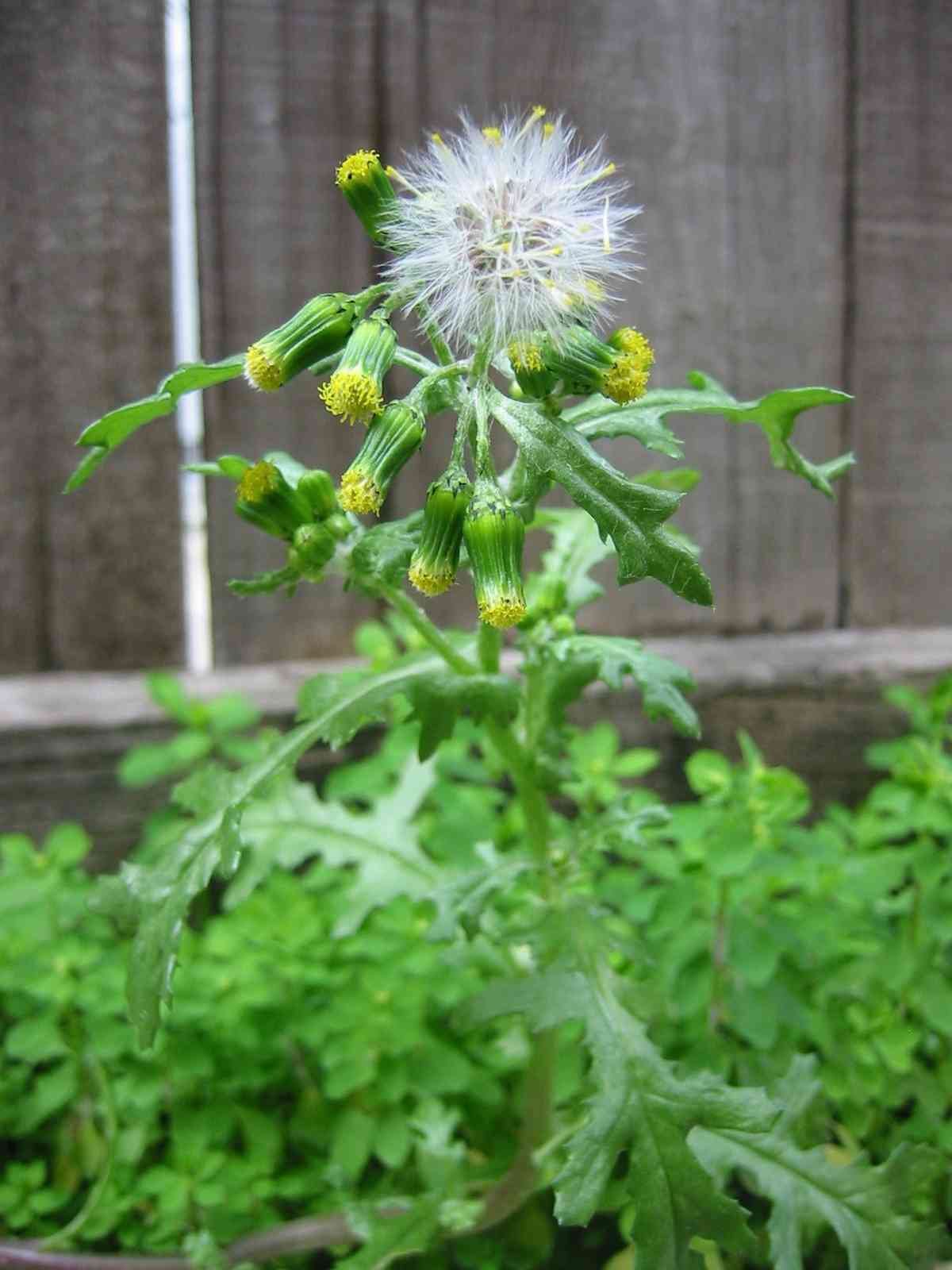 Common groundsel