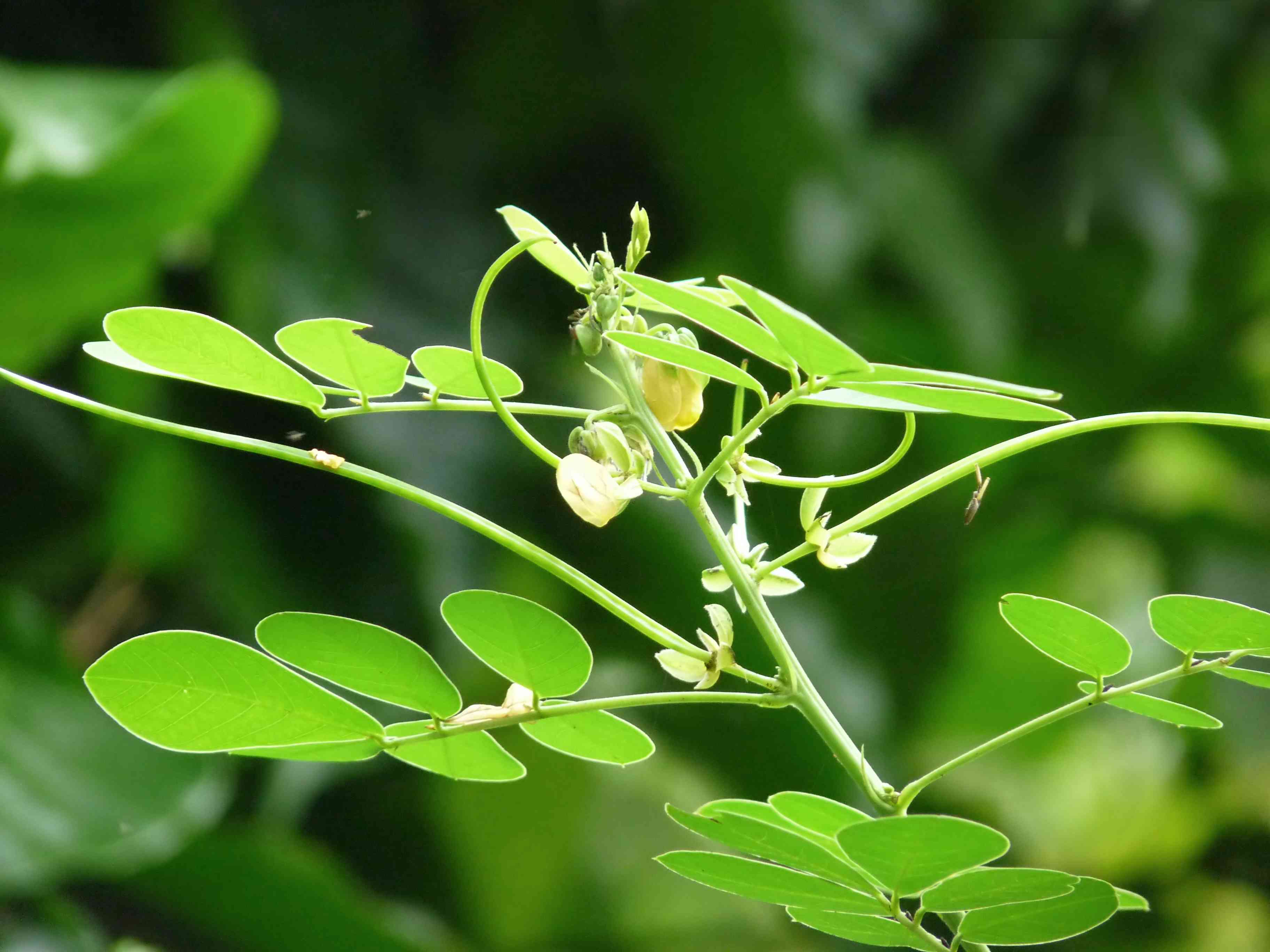 Sicklepod
