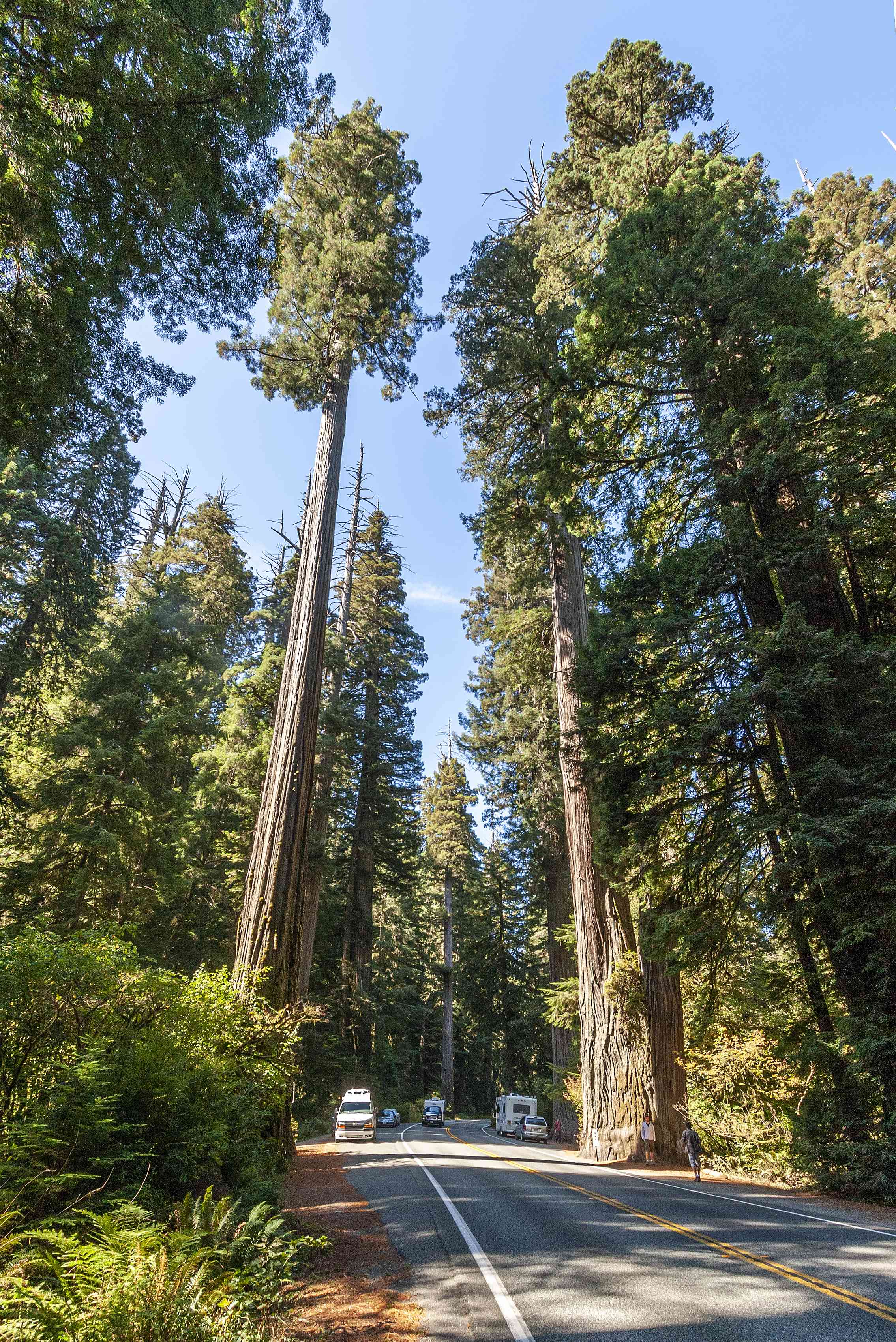 Coast redwood