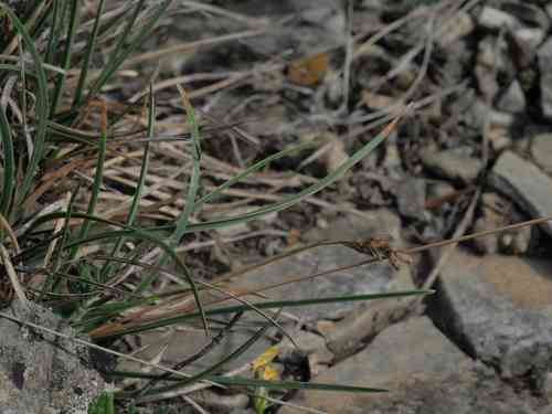 Blue moor-grass