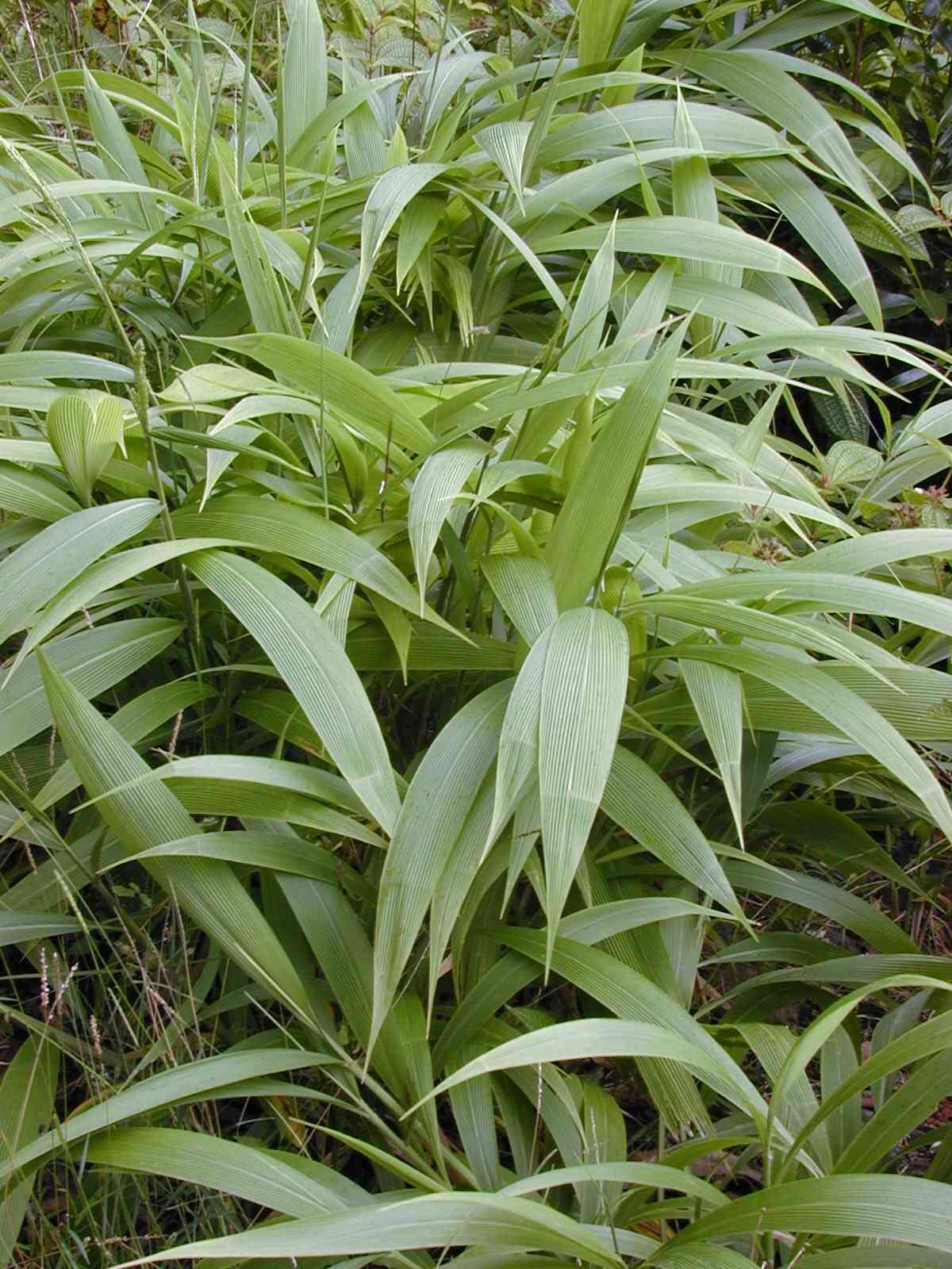 Palmgrass