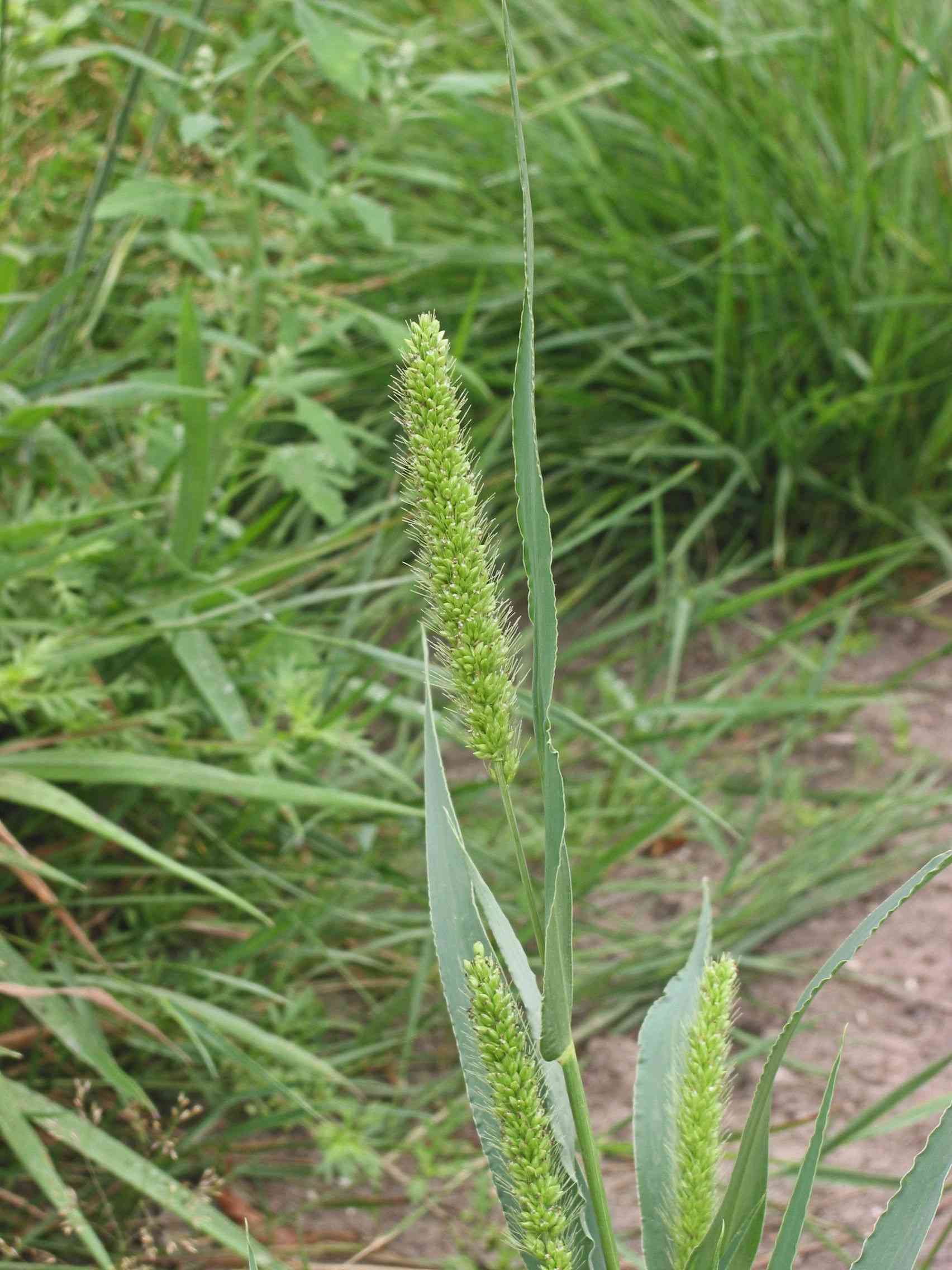 Green foxtail