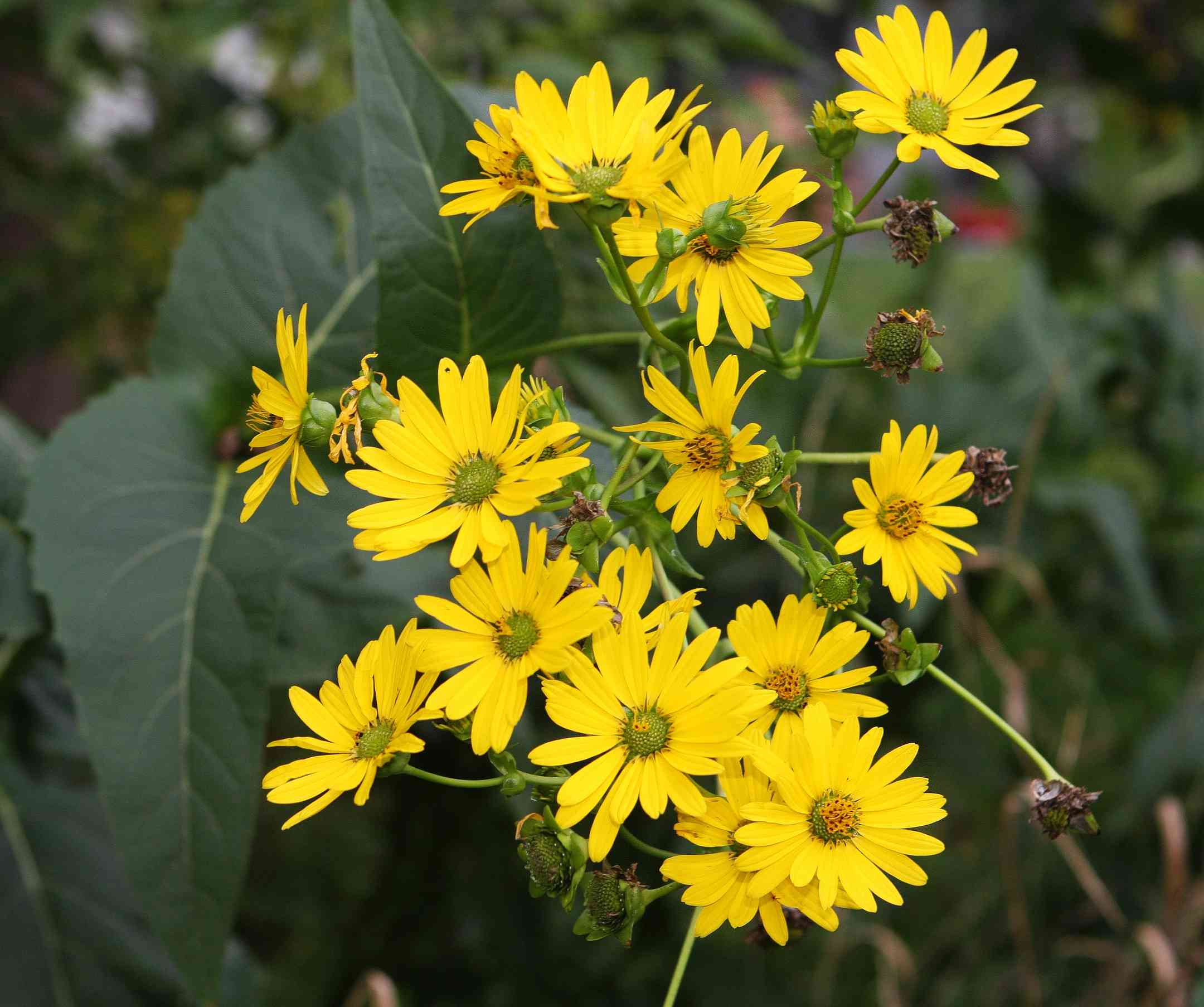 Cup plant