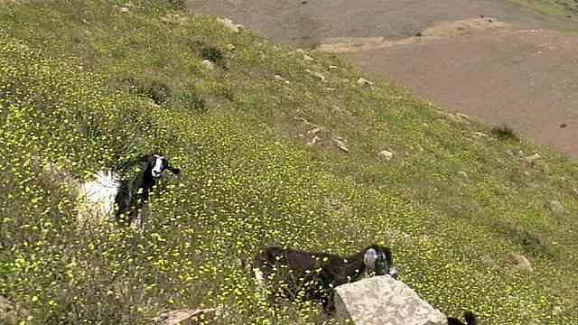 Wild mustard