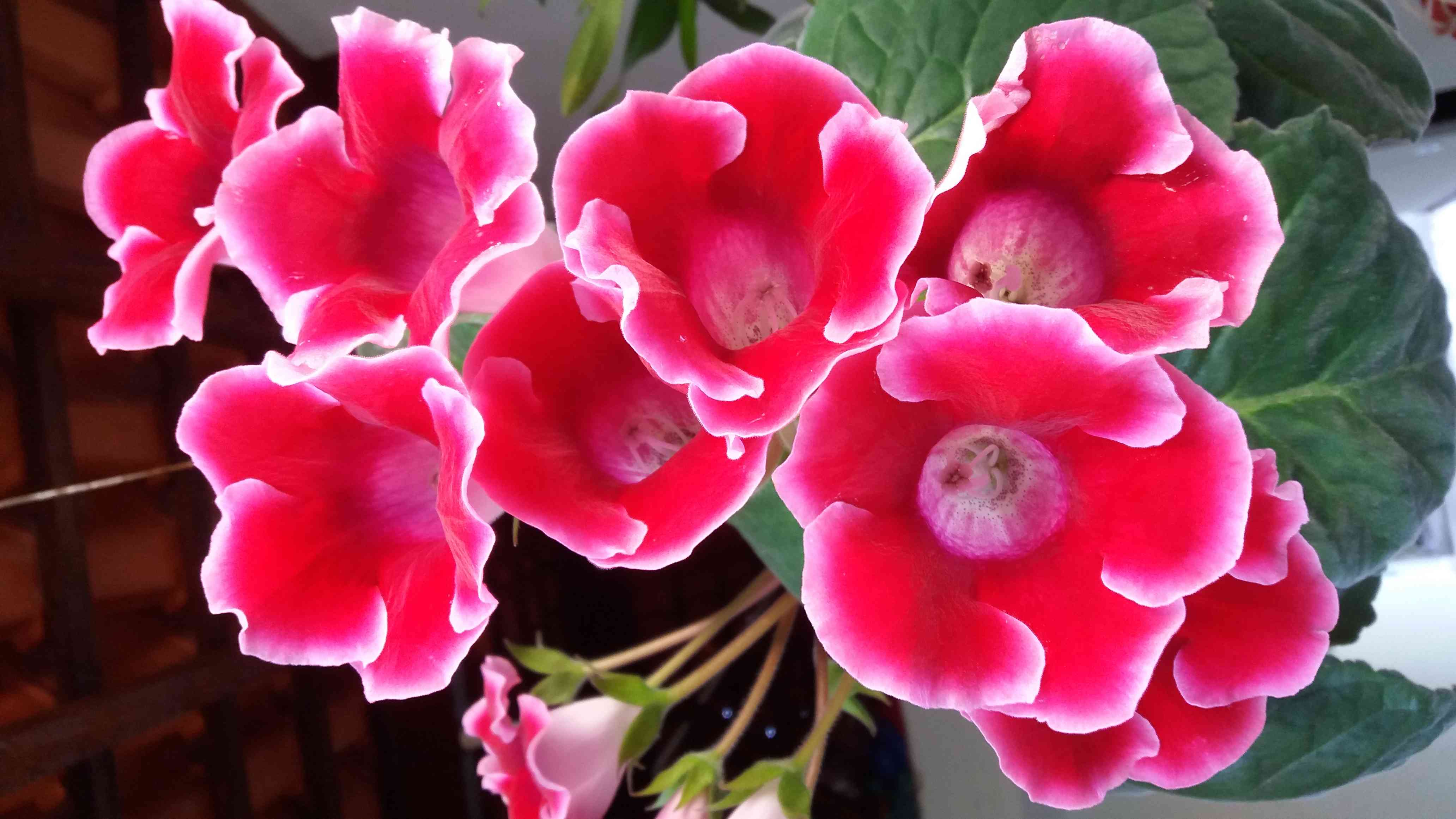Gloxinia