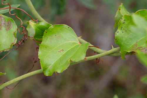 Roundleaf greenbrier