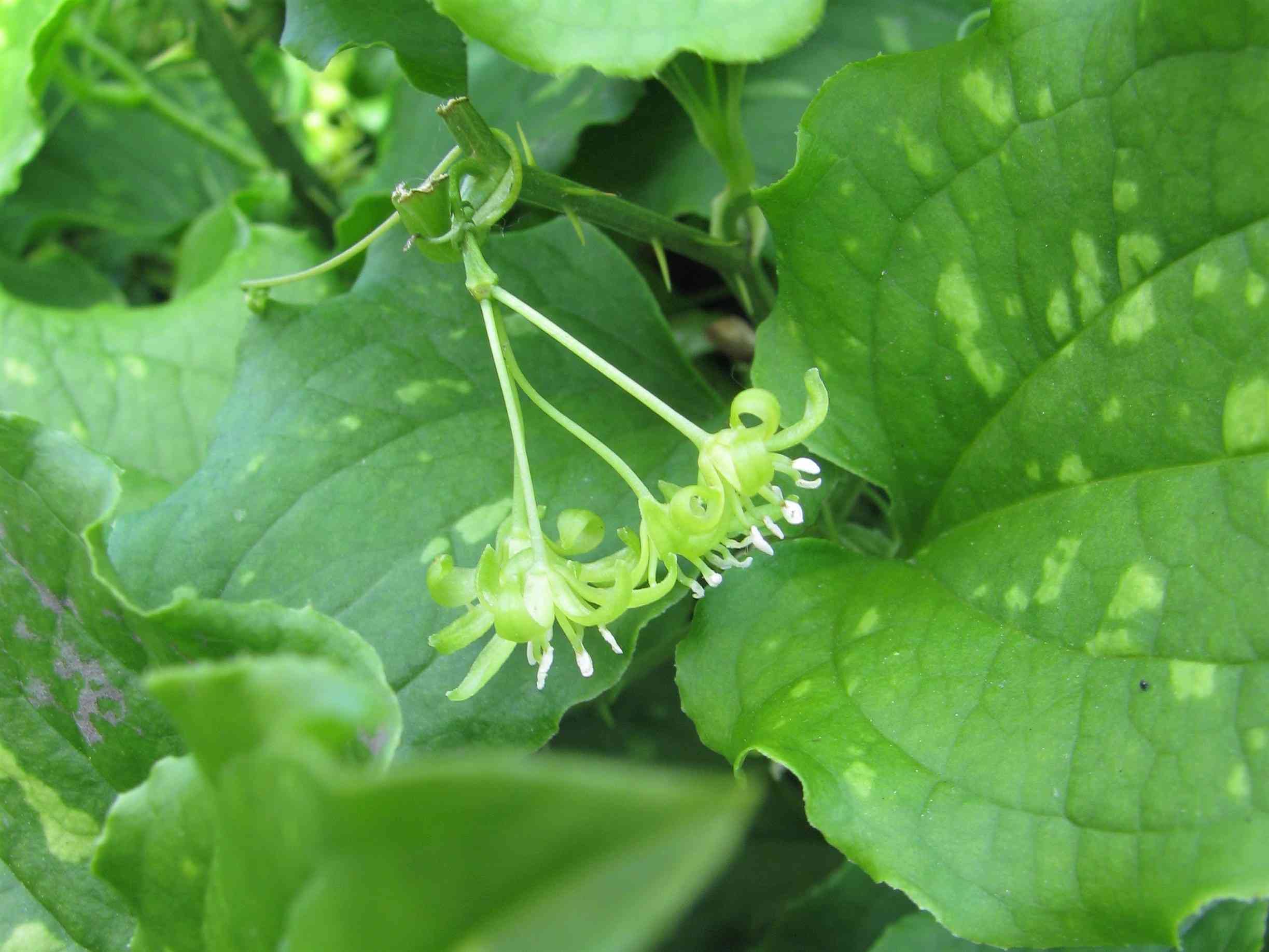 Bristly greenbrier