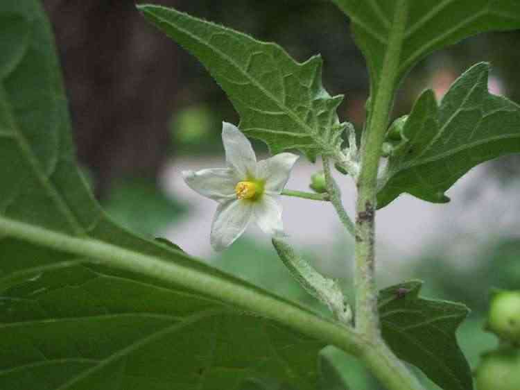 Black nightshade