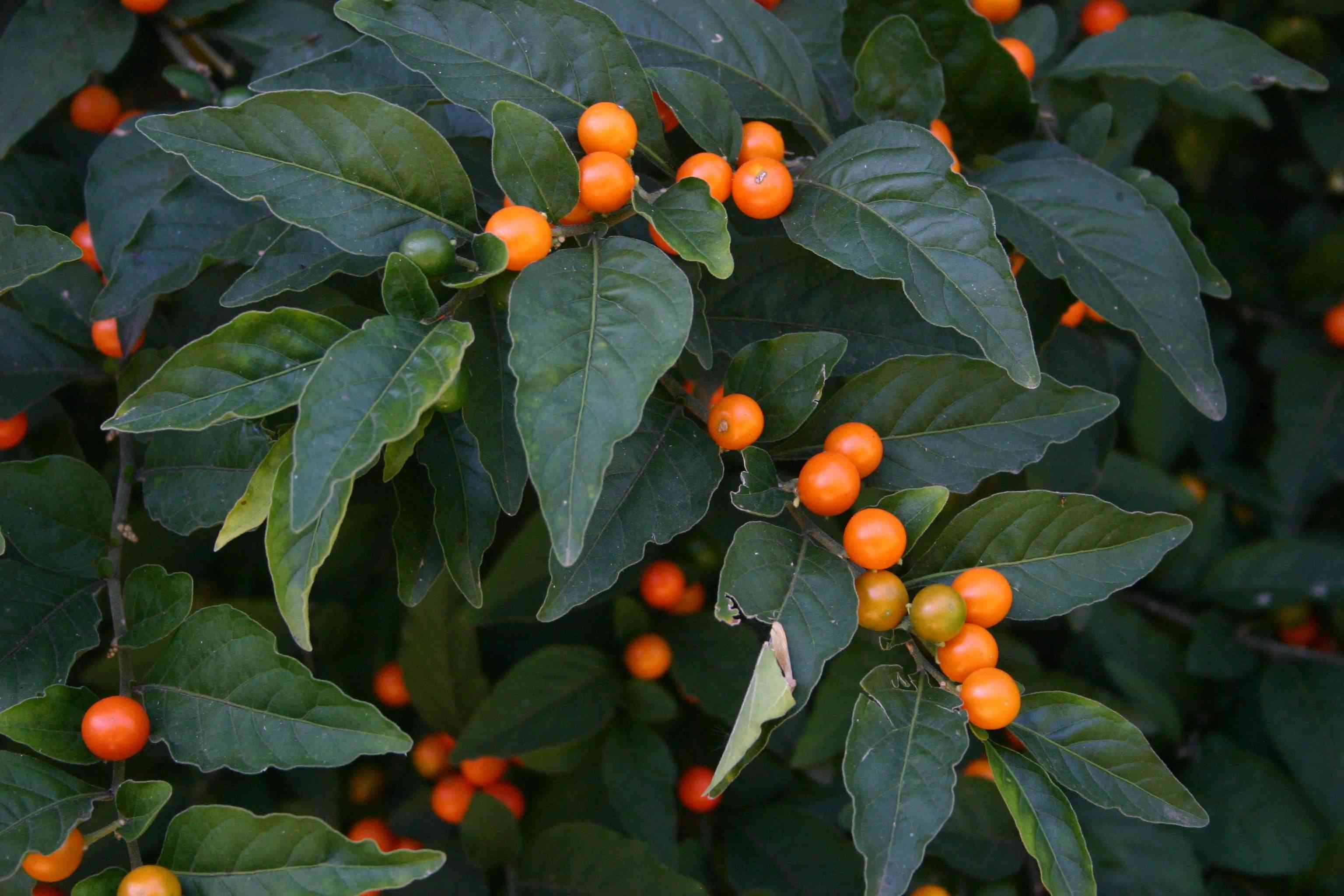 Jerusalem cherry