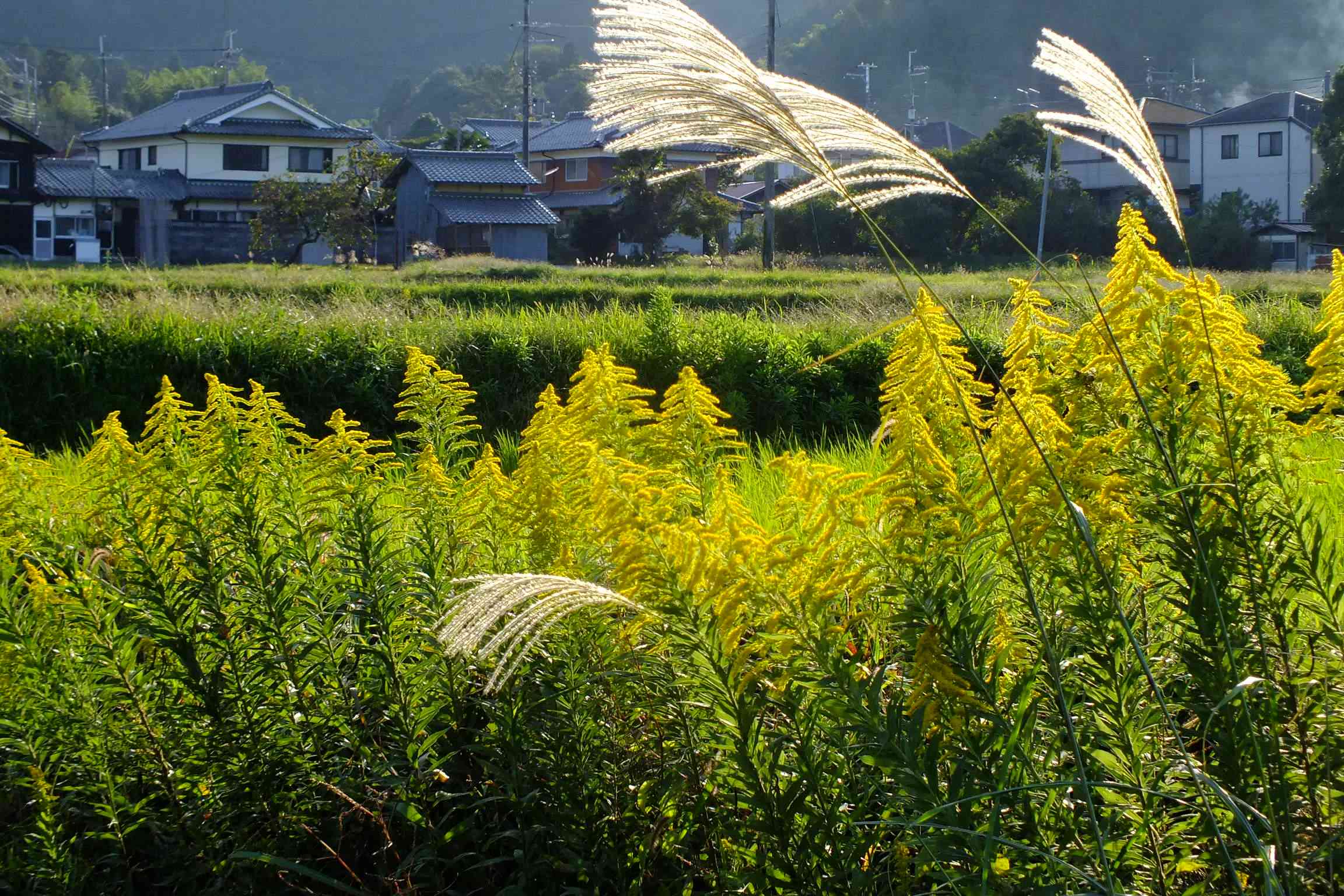 Canada goldenrod