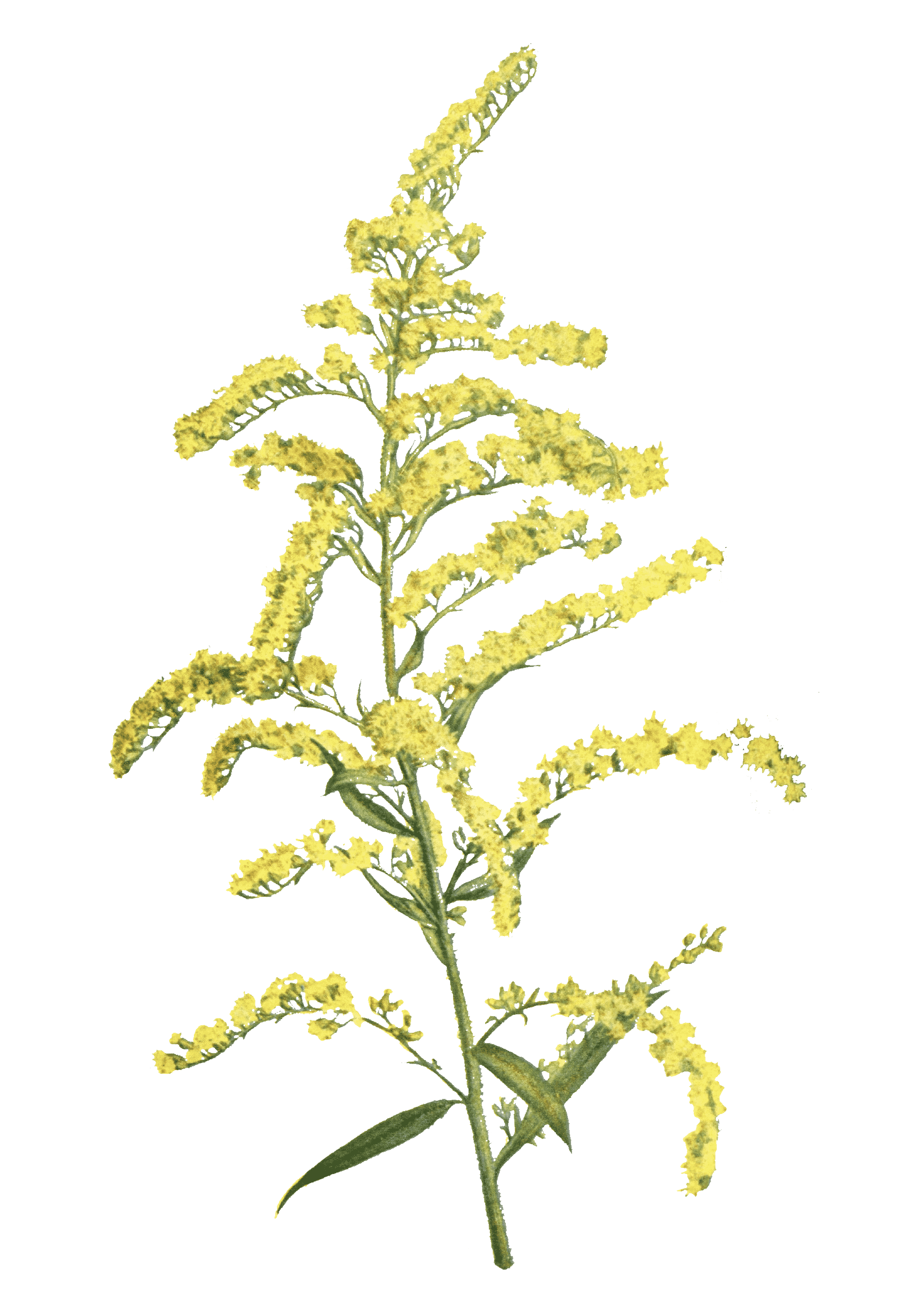 Early goldenrod