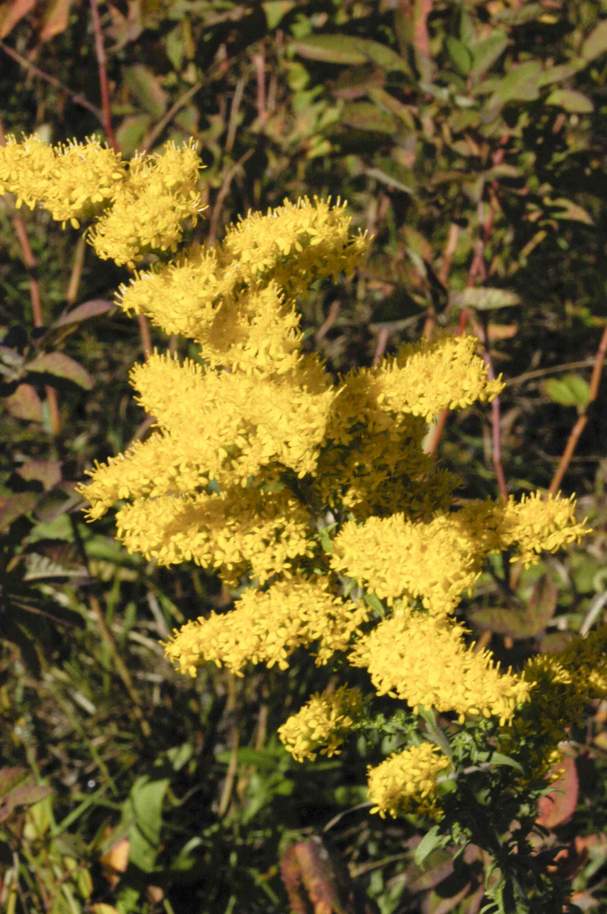 Gray Goldenrod