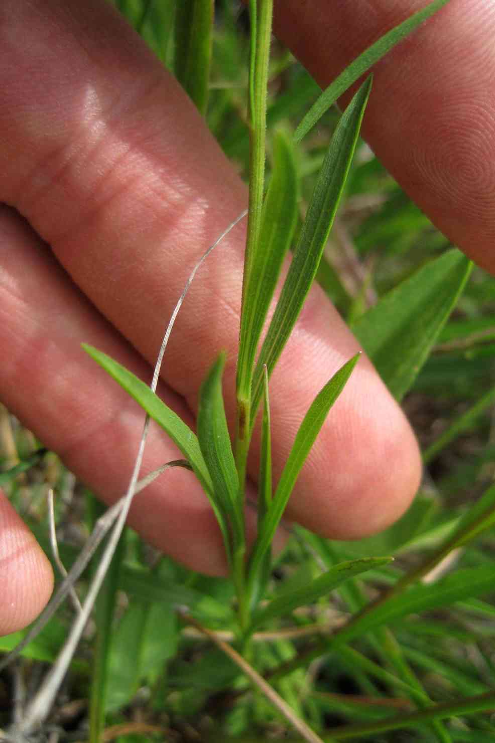 Prairie goldenrod
