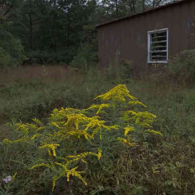 Wrinkleleaf goldenrod