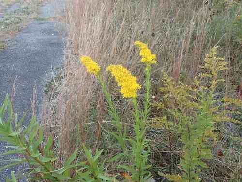 Seaside goldenrod