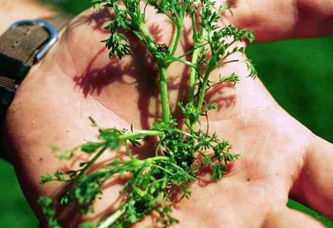 Field burrweed