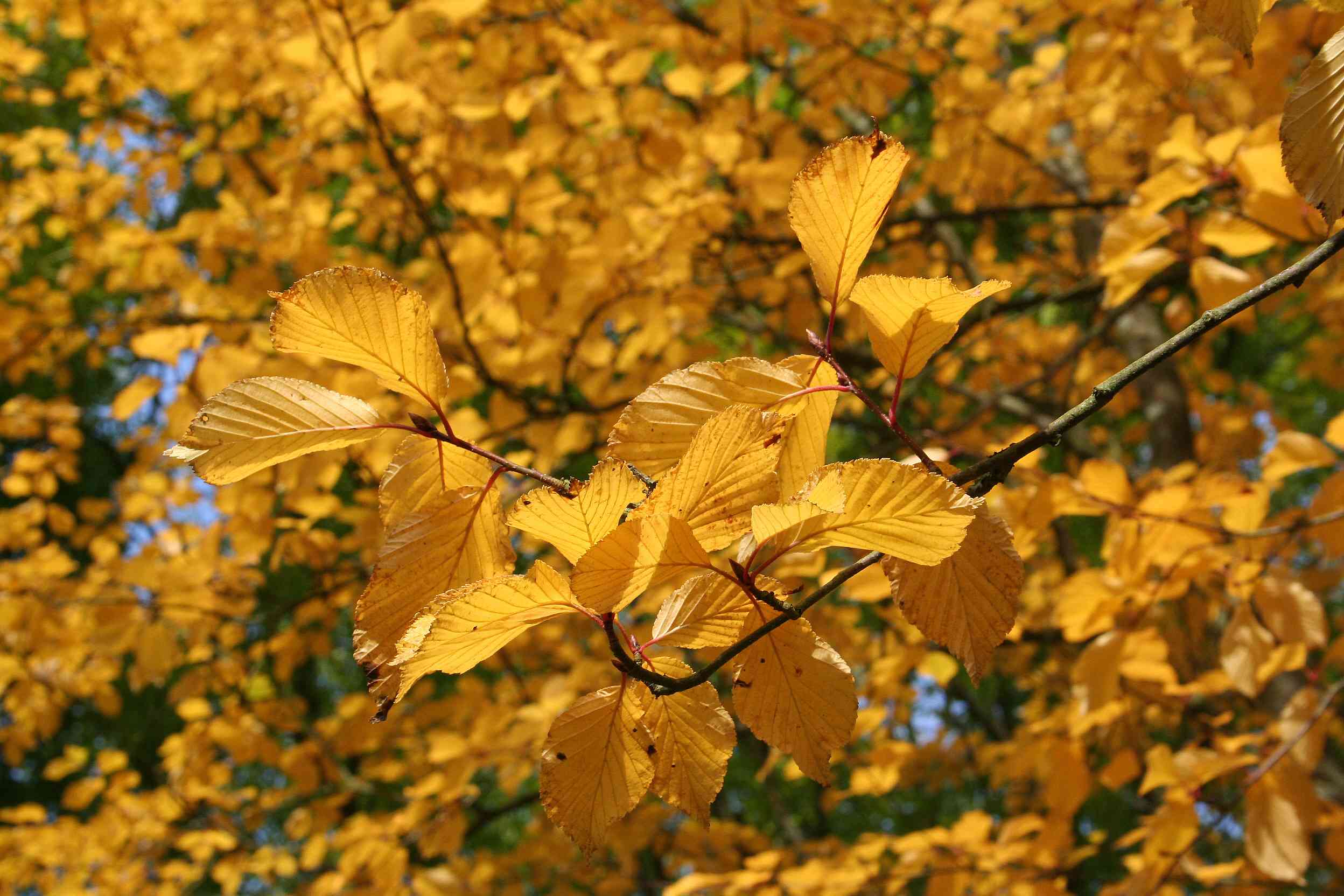 Korean mountain ash