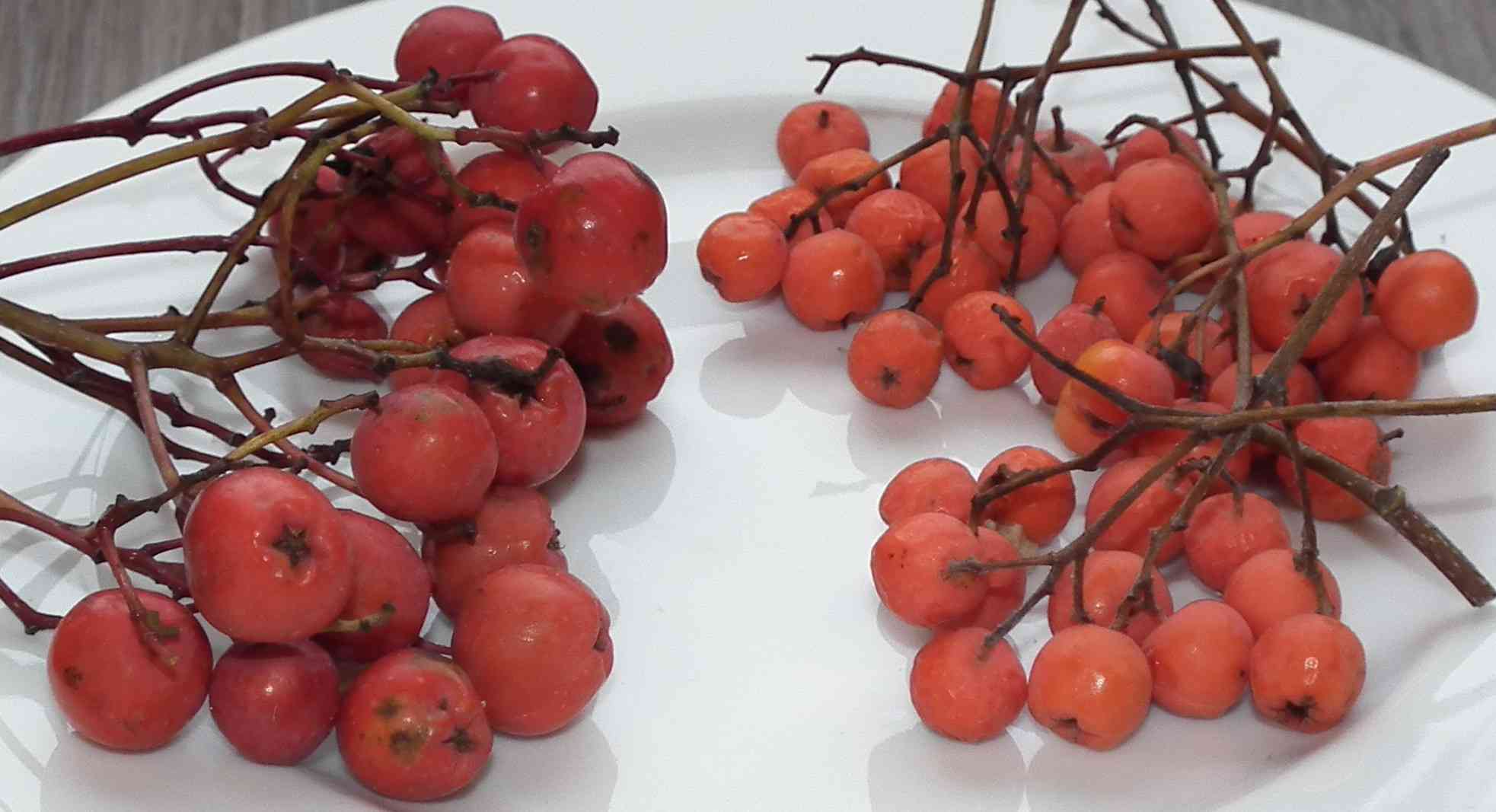 European mountain-ash