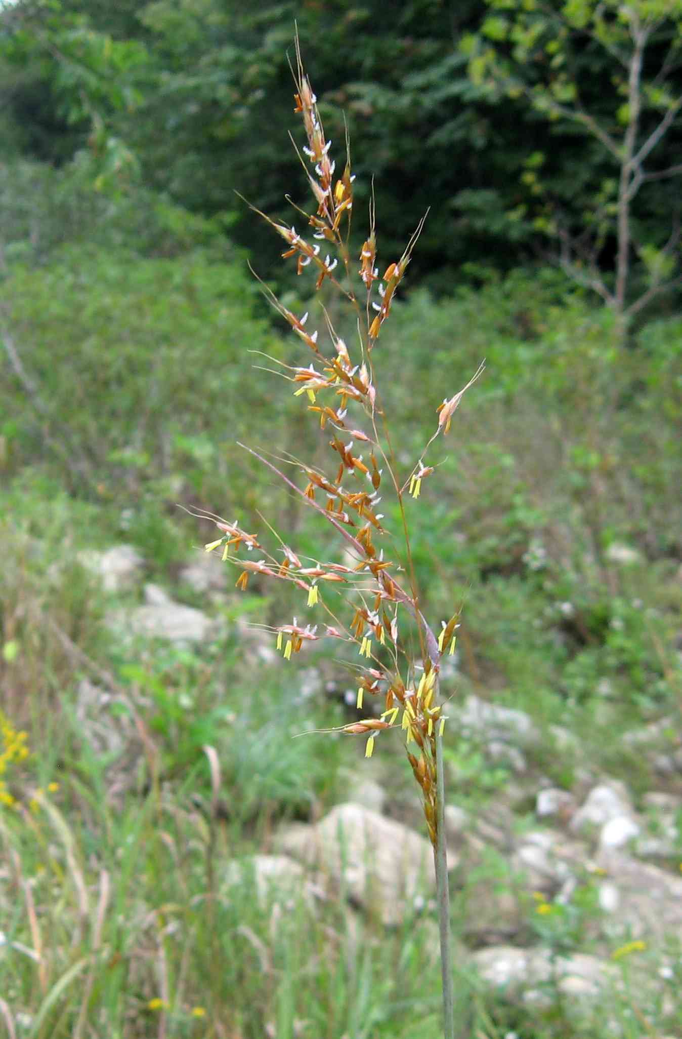 Yellow indiangrass