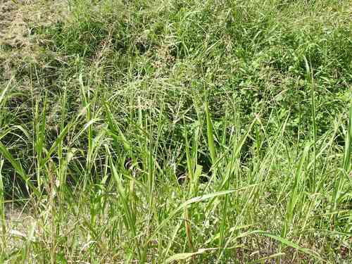 Johnson grass