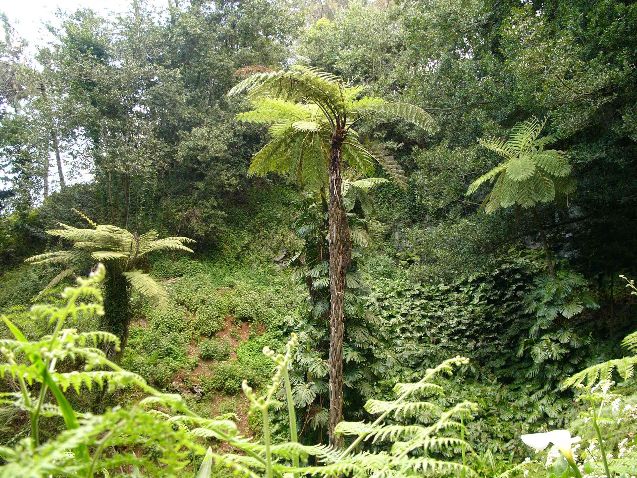 Australian tree fern