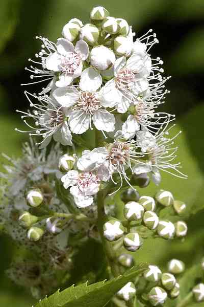 White meadowsweet