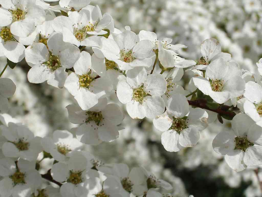 Baby's breath spirea