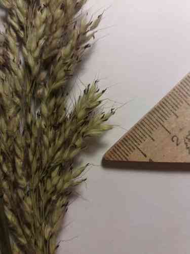 Frost grass