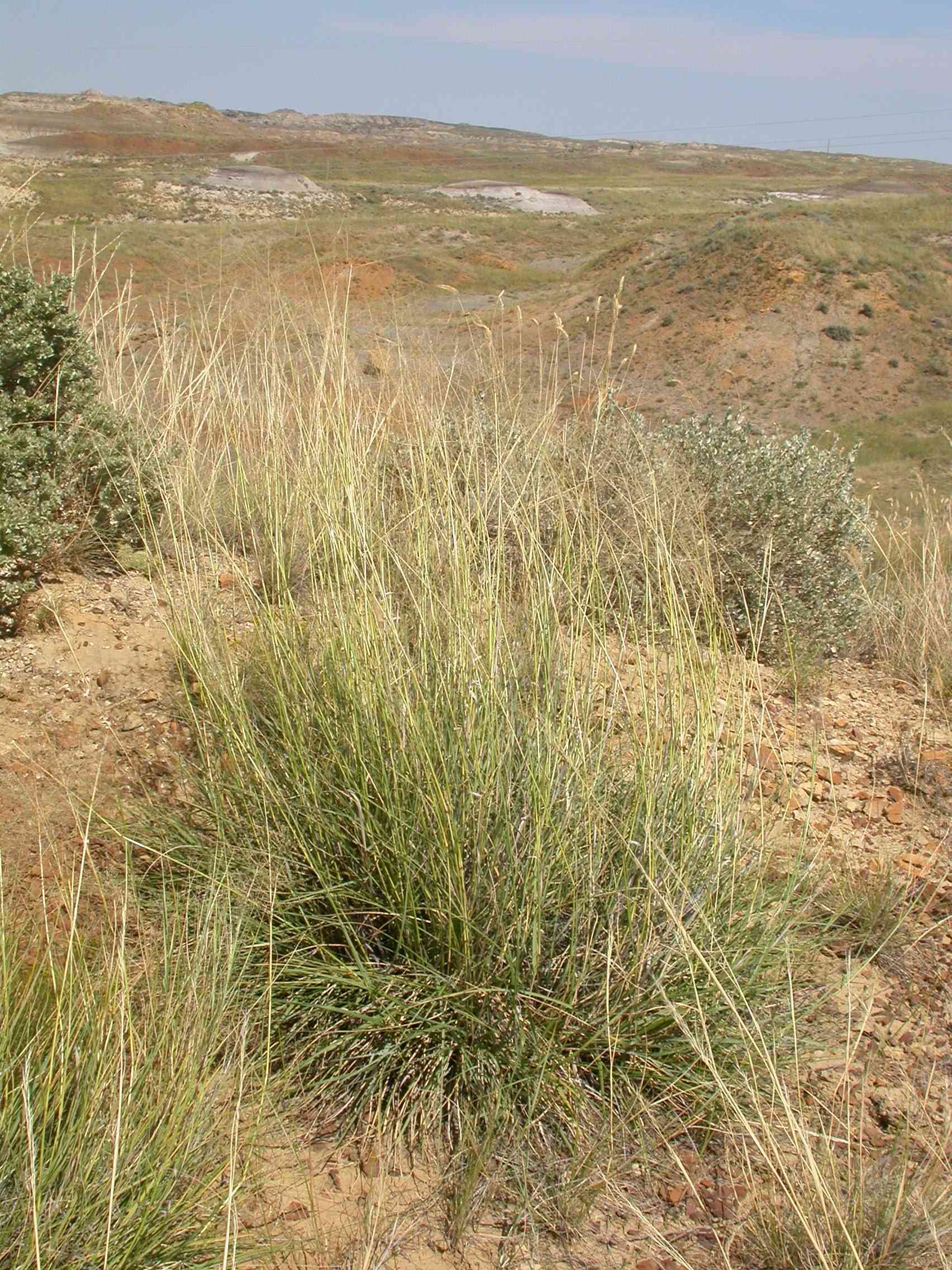 Alkali sacaton