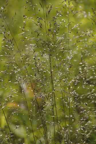 Prairie Dropseed