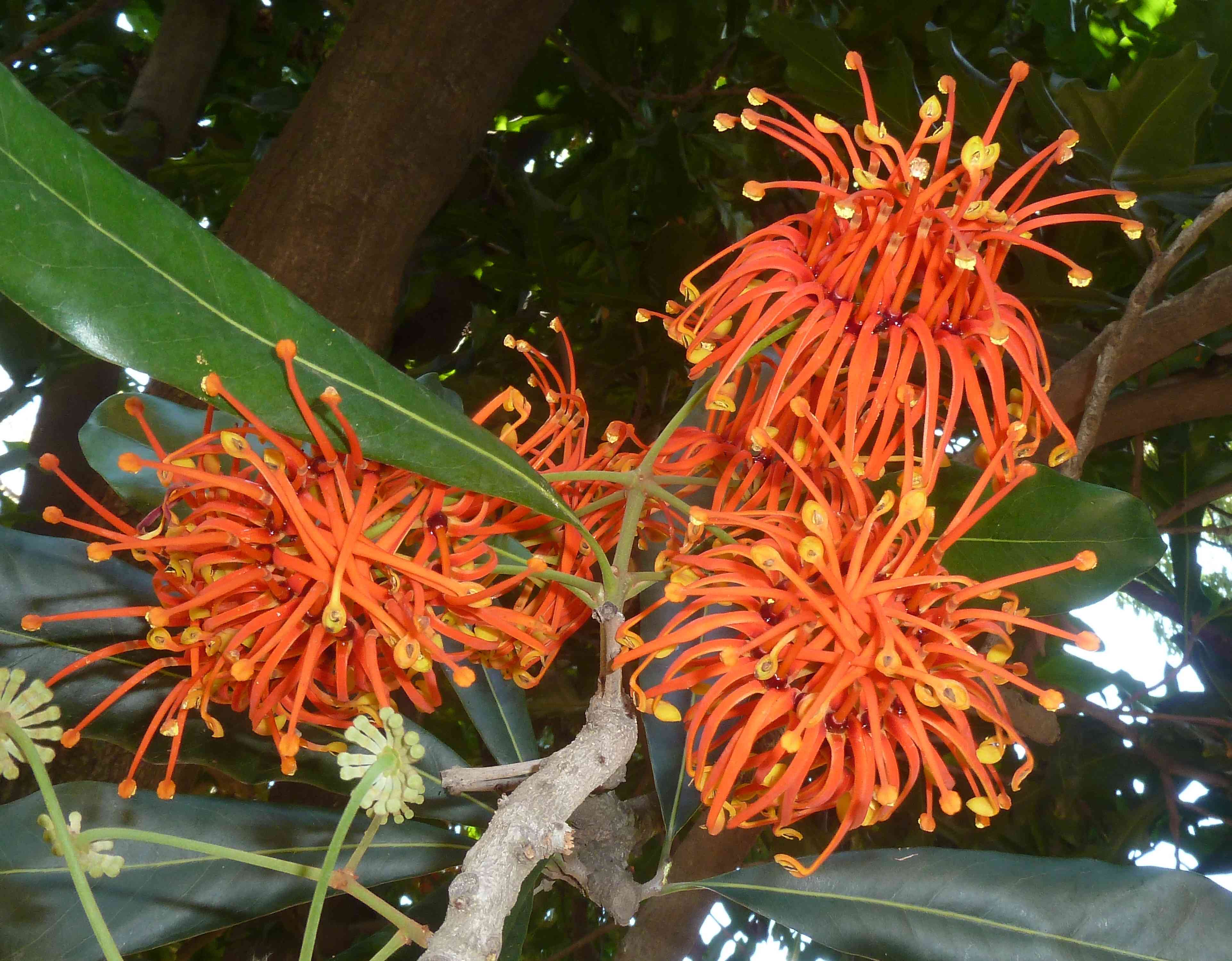 Firewheel tree