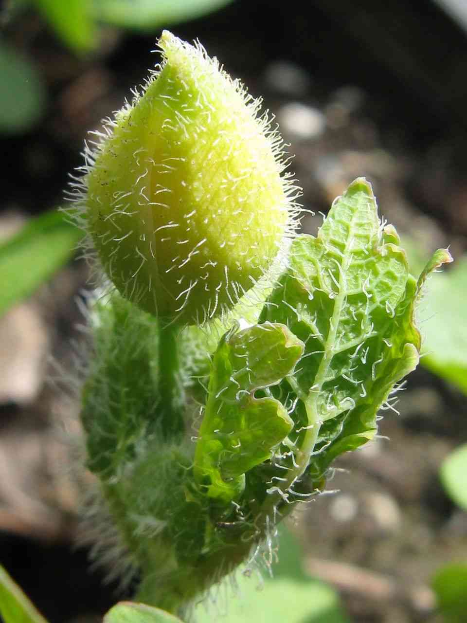 Celandine poppy