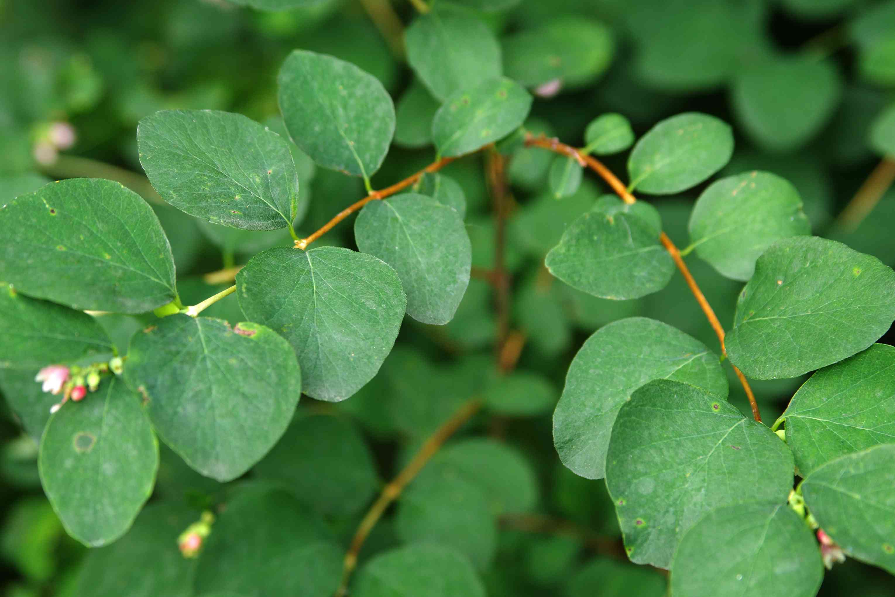 Common snowberry