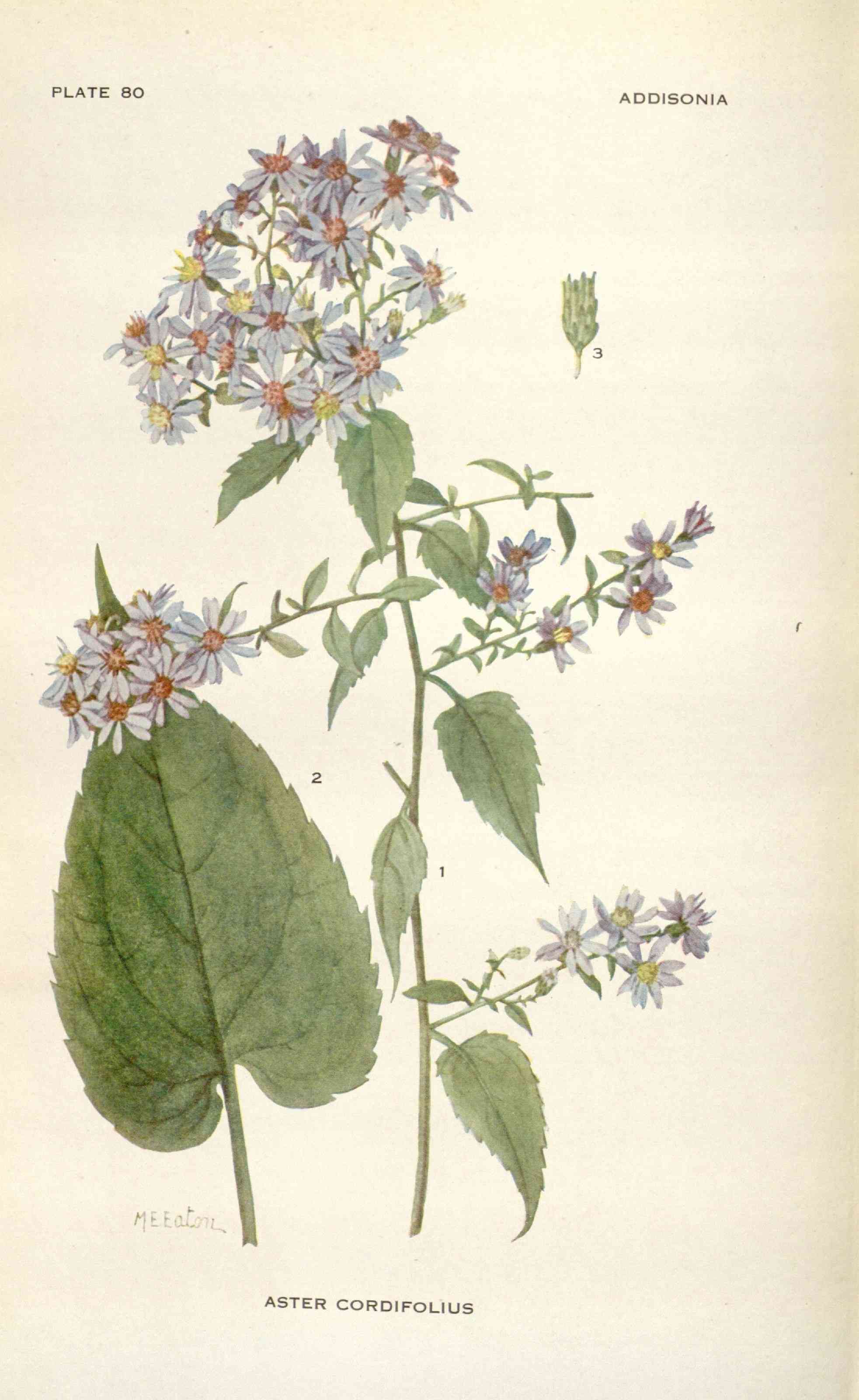 Common blue wood-aster