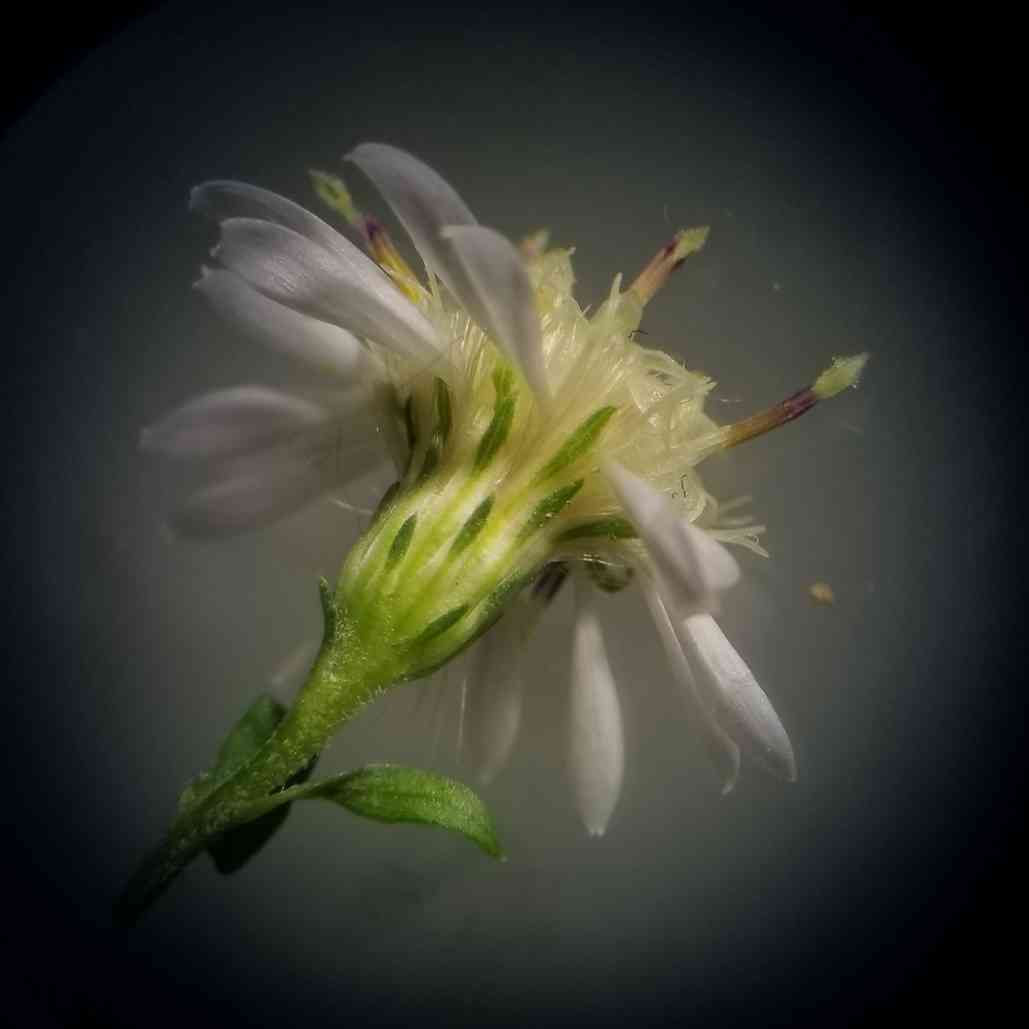 Calico aster
