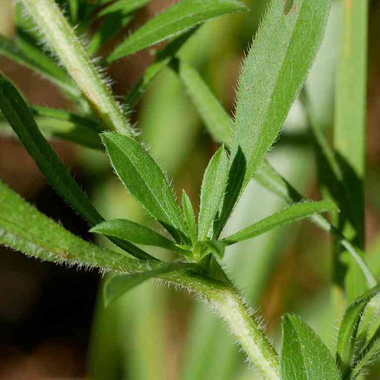 Frost aster