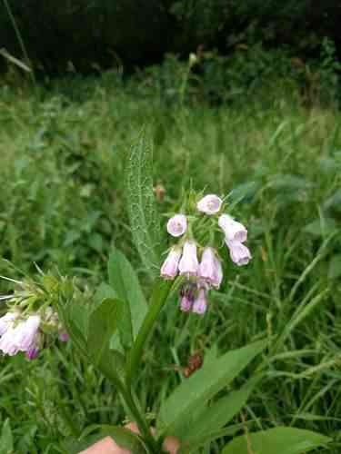Common comfrey