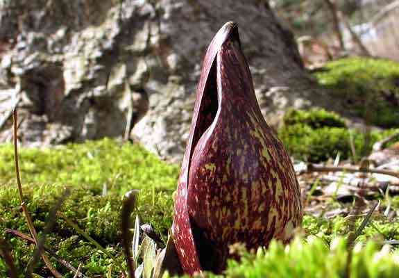 Eastern skunk cabbage