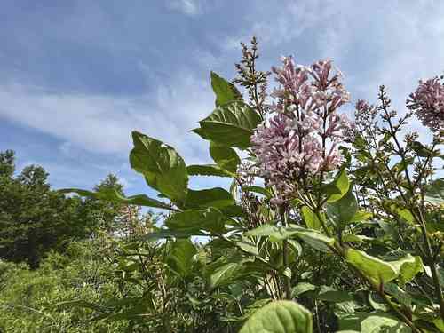 Late Lilac