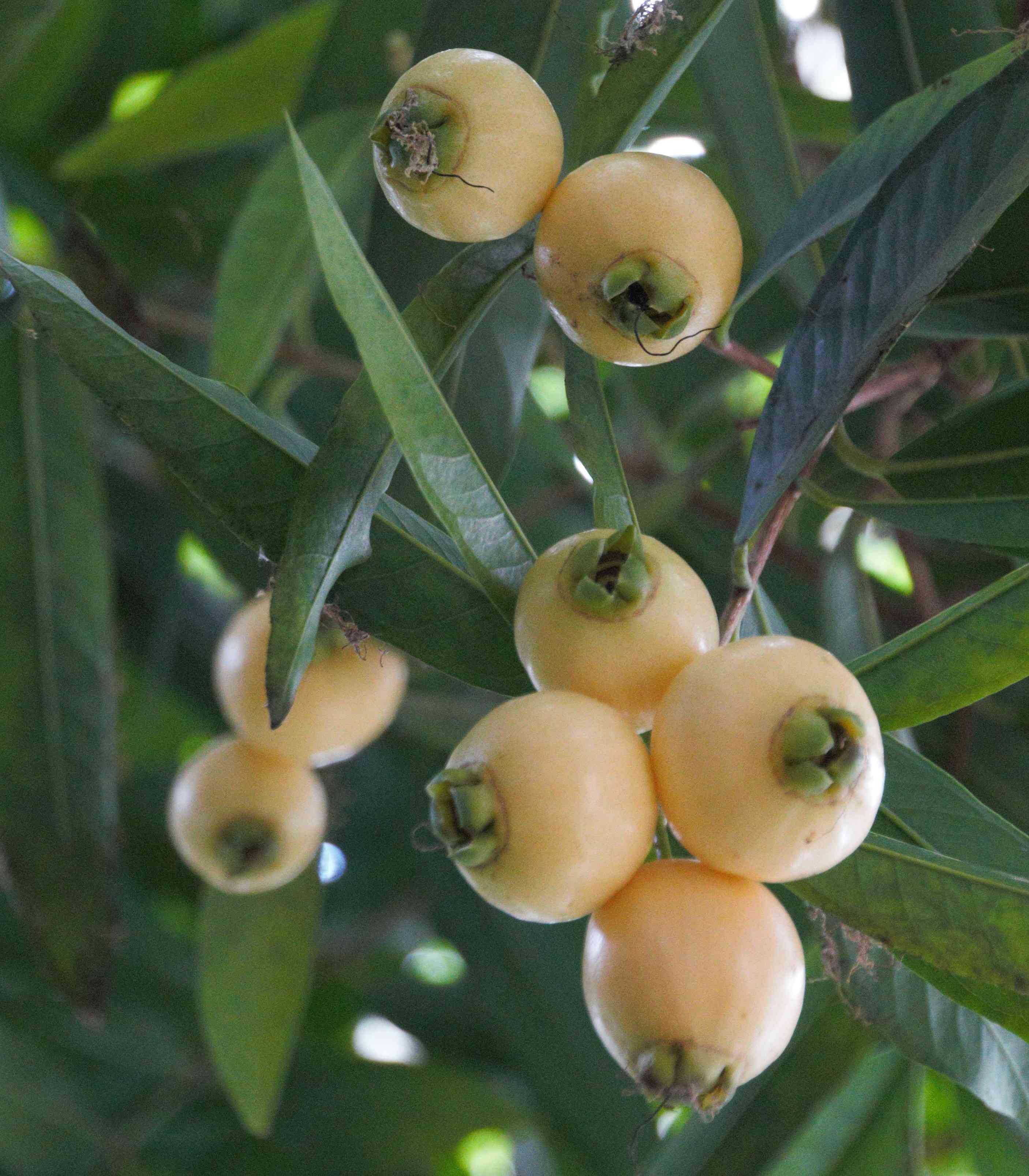 Malabar plum