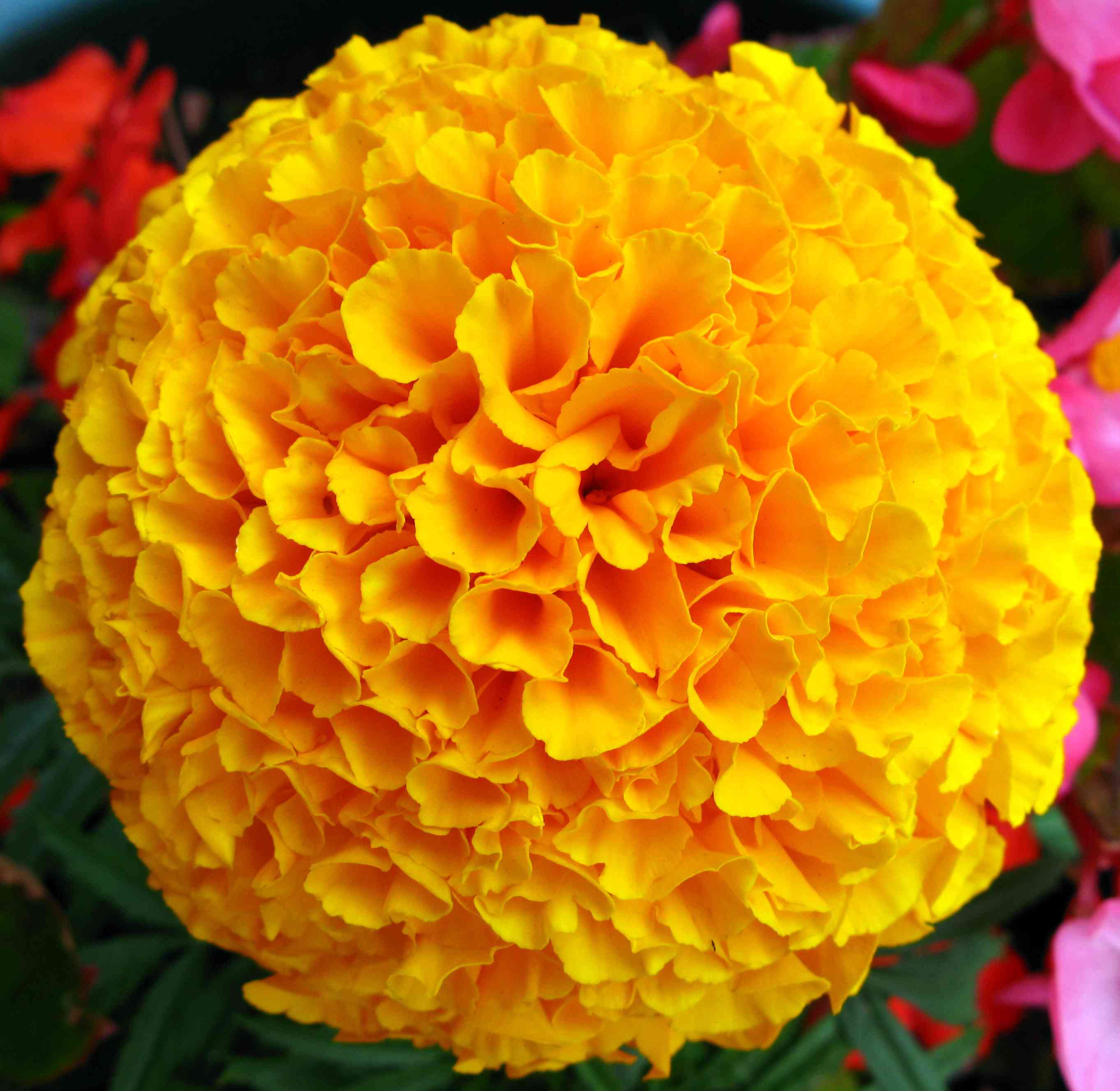 African marigold