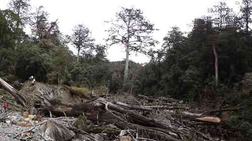 Chinese coffintree