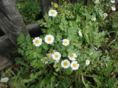 Feverfew