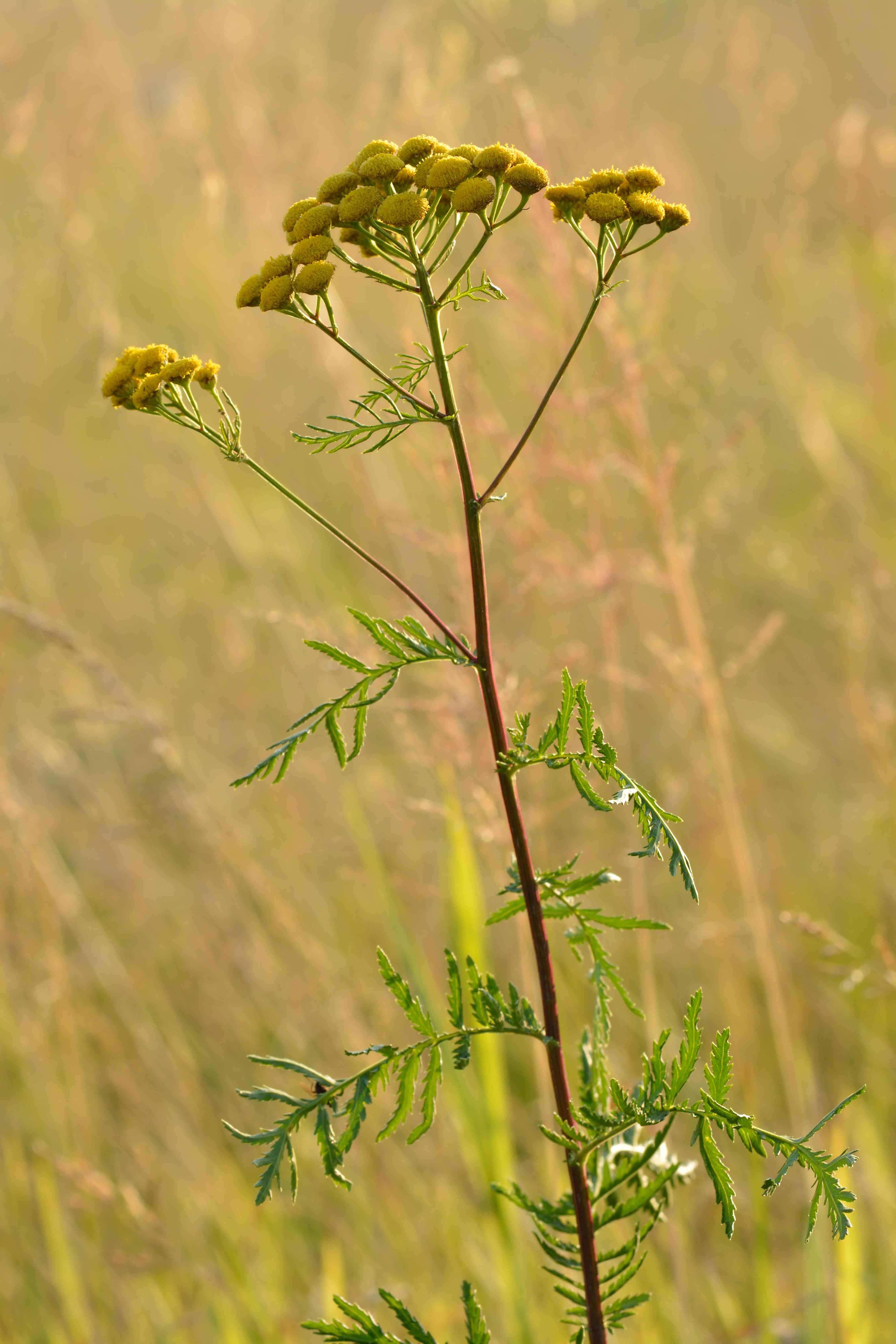 Common tansy
