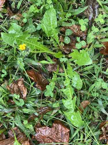 Taraxacum officinale