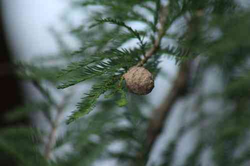 Montezuma bald cypress