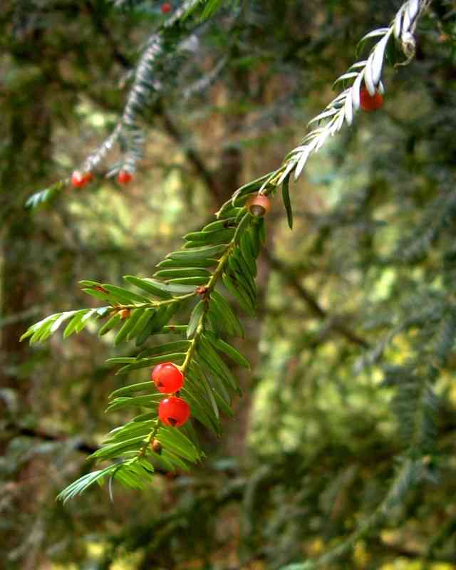Pacific yew