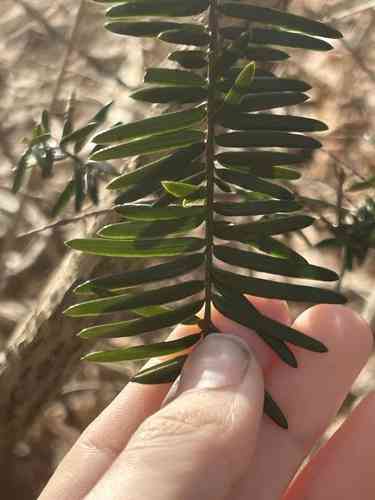 Japanese yew