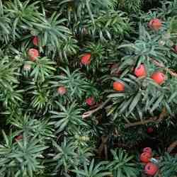 Yews (Taxus)